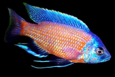  Каданго (Copadichromis borleyi sp. "Kadango")